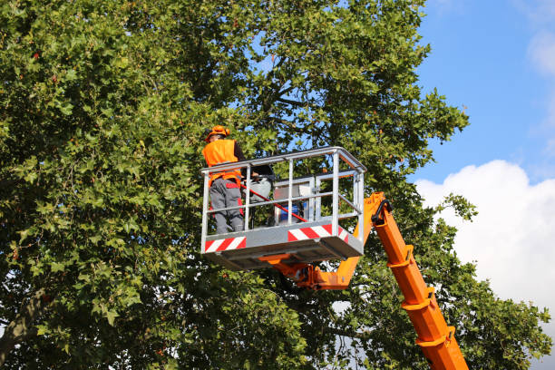 How Our Tree Care Process Works  in Gerber, CA